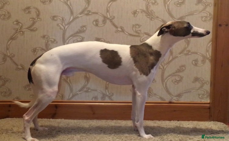 Whippet dogs - Advert 6