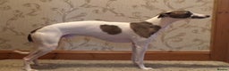 Whippet dogs for stud: Kc reg fully health tested  - Advert 2