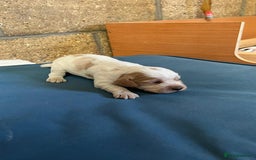 Cocker Spaniel dogs for sale: Working cocker spaniels -legally docked. - Image 15