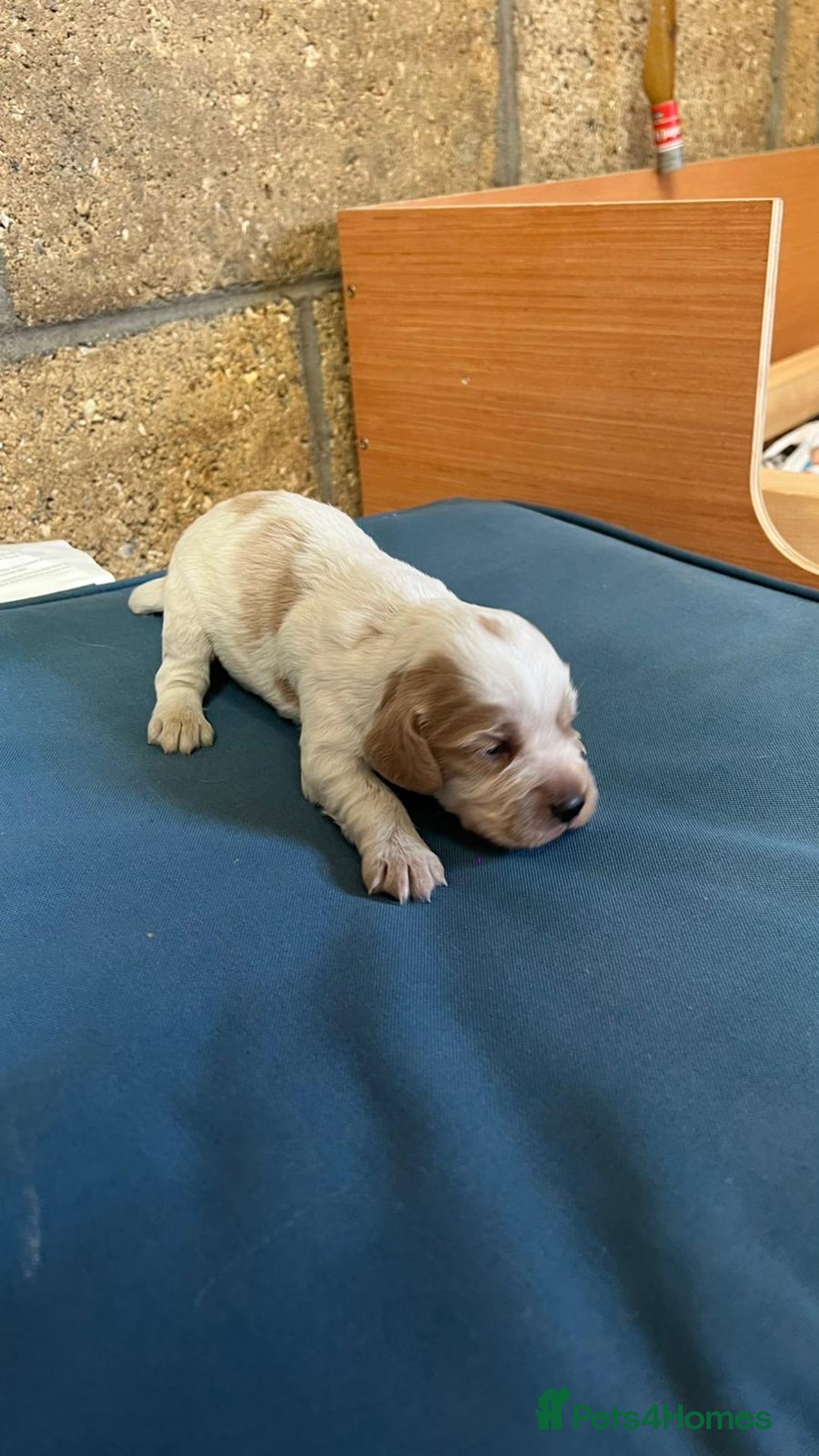 Cocker Spaniel dogs for sale: Working cocker spaniels -legally docked. - Image 15