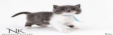 MOMO - BLUE BI-COLOUR (M) BSH