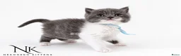 British Shorthair cats for sale: 10 Week old GCCF REG BSH KITTENS  - Advert 22
