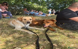 Mixed Breed dogs for sale: German Shep x mastiff  - Image 5