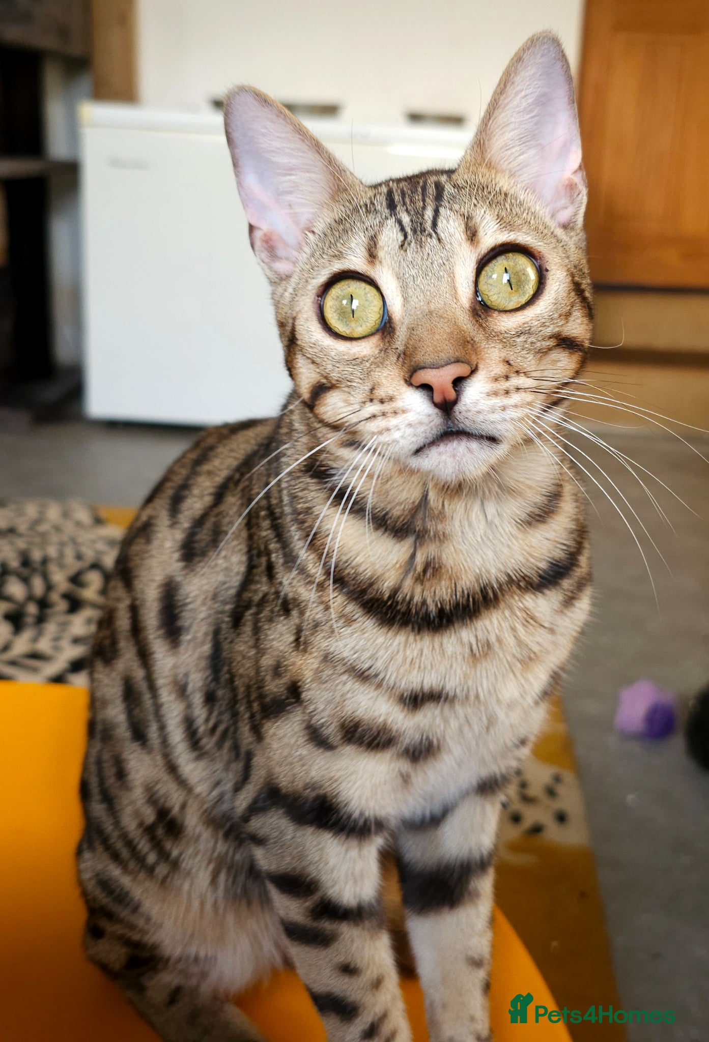 Bengal cats Striking Brown Rosetted Boy  - Advert 17
