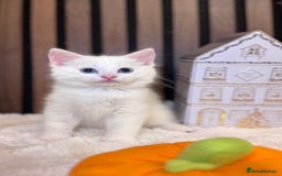 British Shorthair cats for sale: 🎃The Jack Frost Litter–Frost & Pumpkin Whiskers❄️ - Image 13