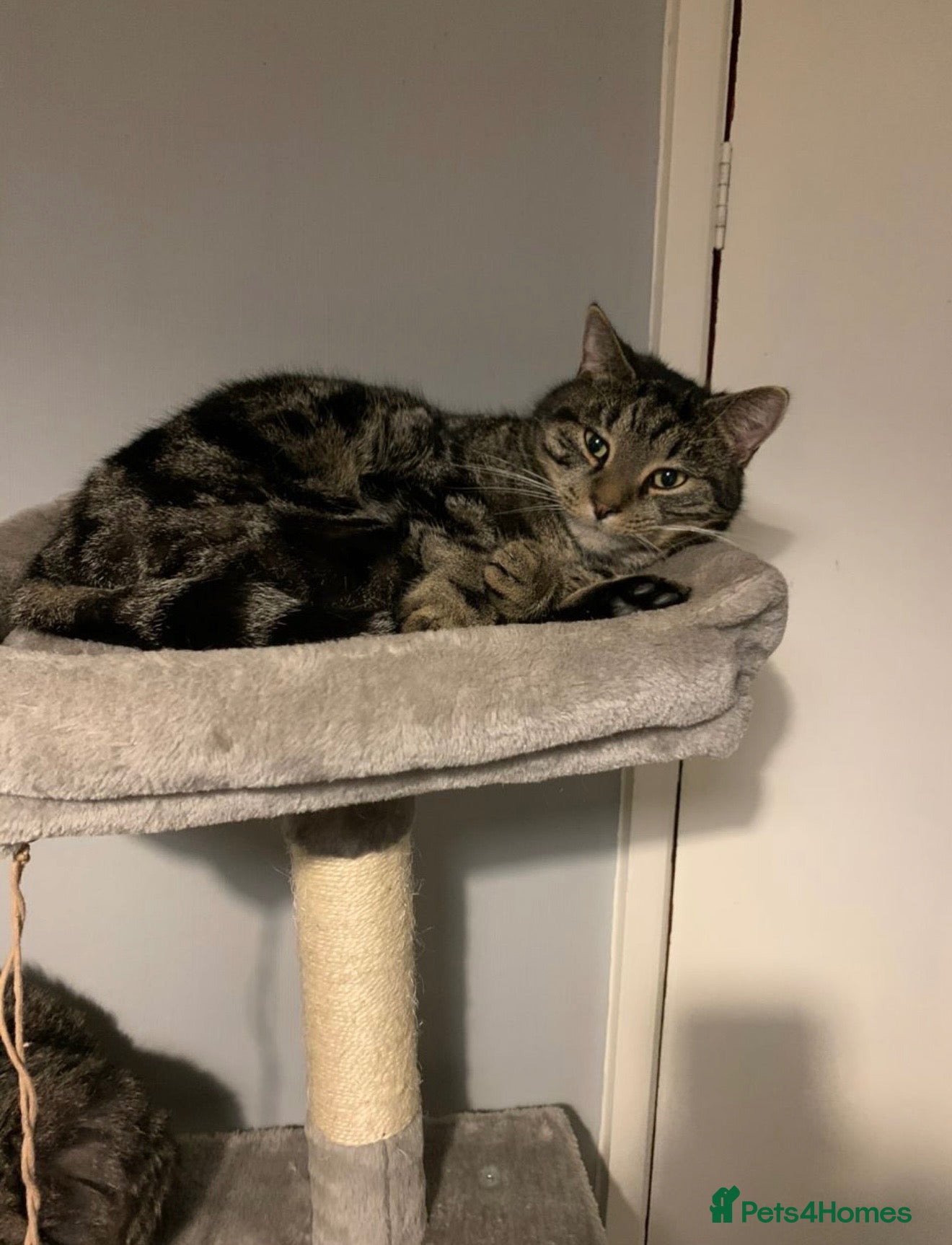 Mixed Breed cats Marley for rehoming  - Advert 3