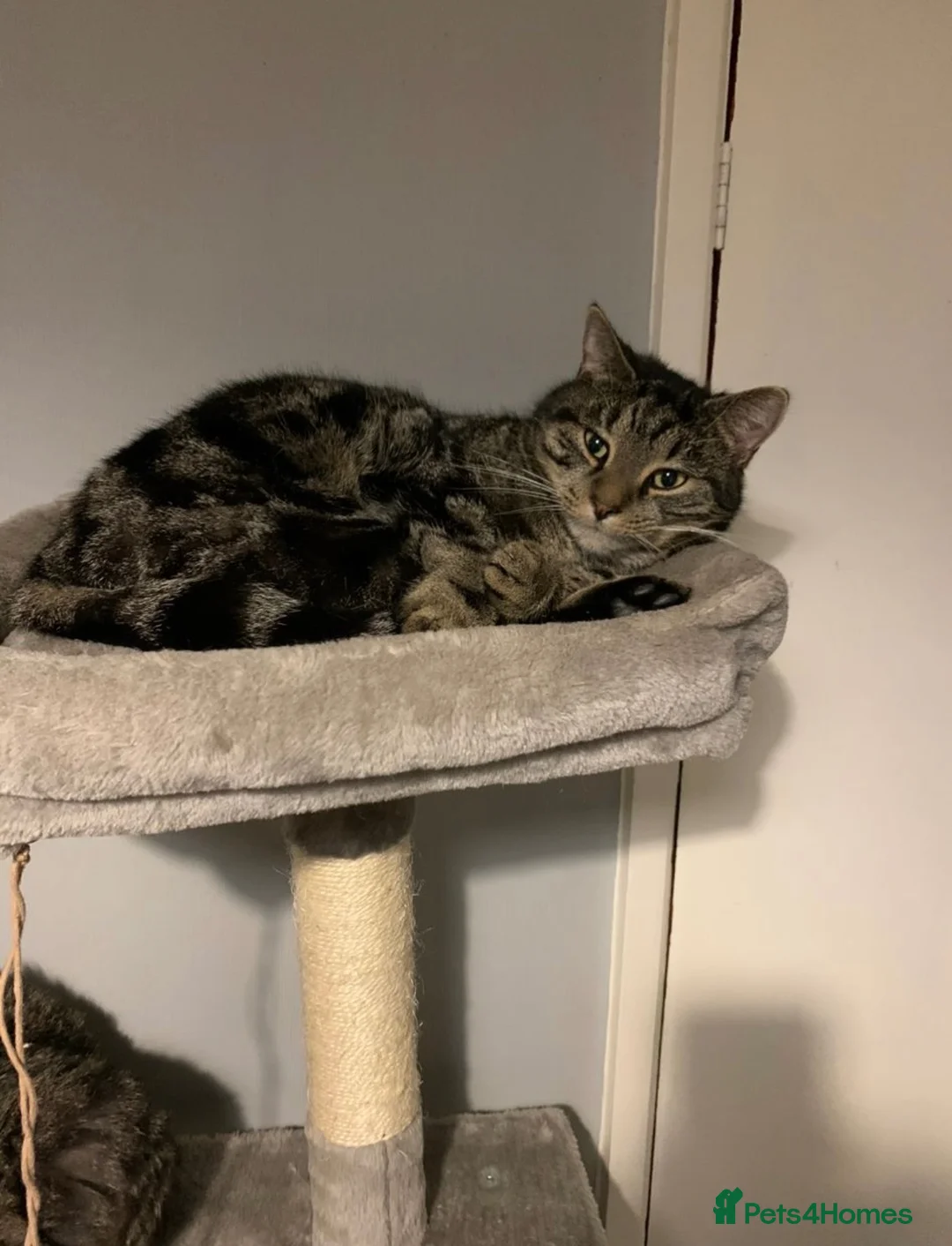 Mixed Breed cats for sale: Marley for rehoming  in Birmingham - Advert 1