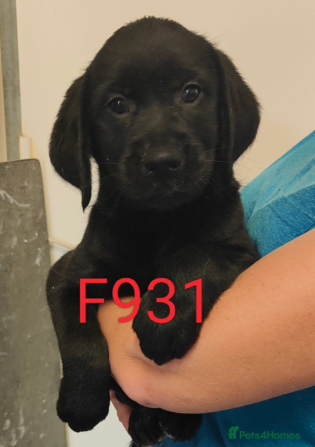 Goldador dogs for sale: Lovely Goldendor / Goldador Puppies - Image 1