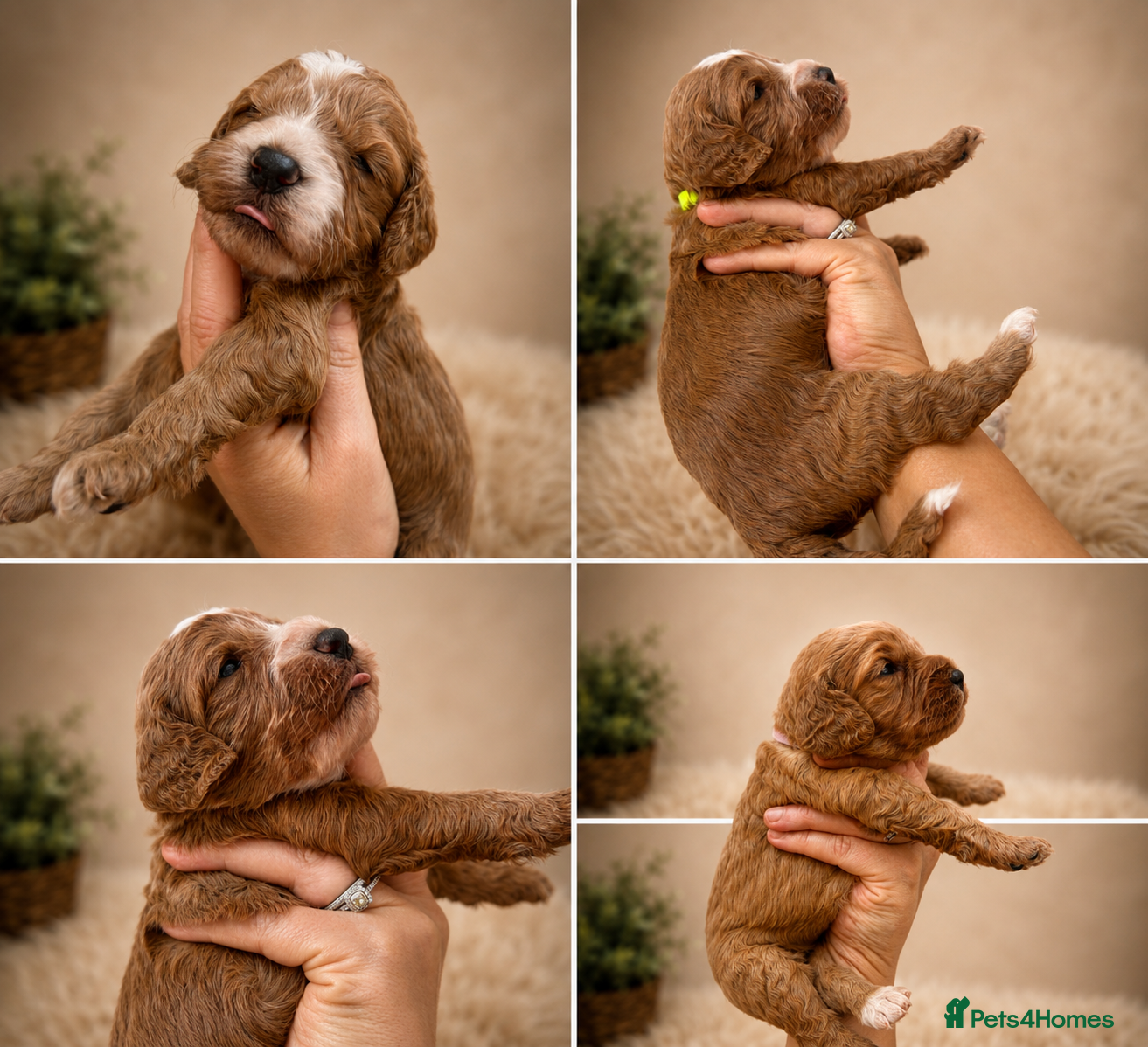Cockapoo dogs Health Tested KC Parents – Beautiful F1 Cockapoos - Advert 2