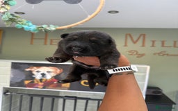German Shepherd dogs for sale: ❤️KC health tested unique gsd babies 🩷 - Image 13