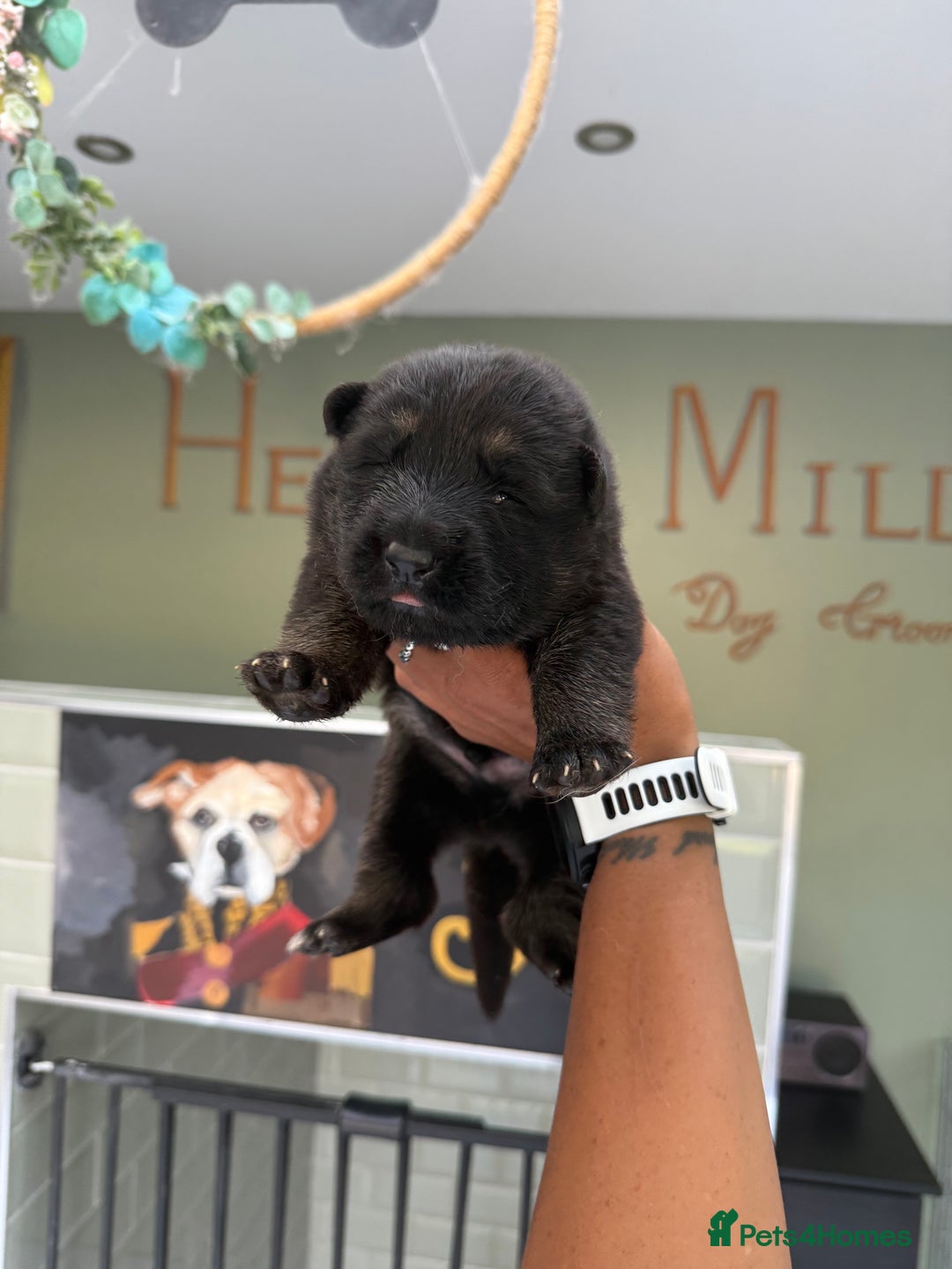 German Shepherd dogs for sale: ❤️KC health tested unique gsd babies 🩷 - Image 13