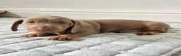 Dachshund dogs for sale: Beautiful Dachshund  in Nelson - Advert 14