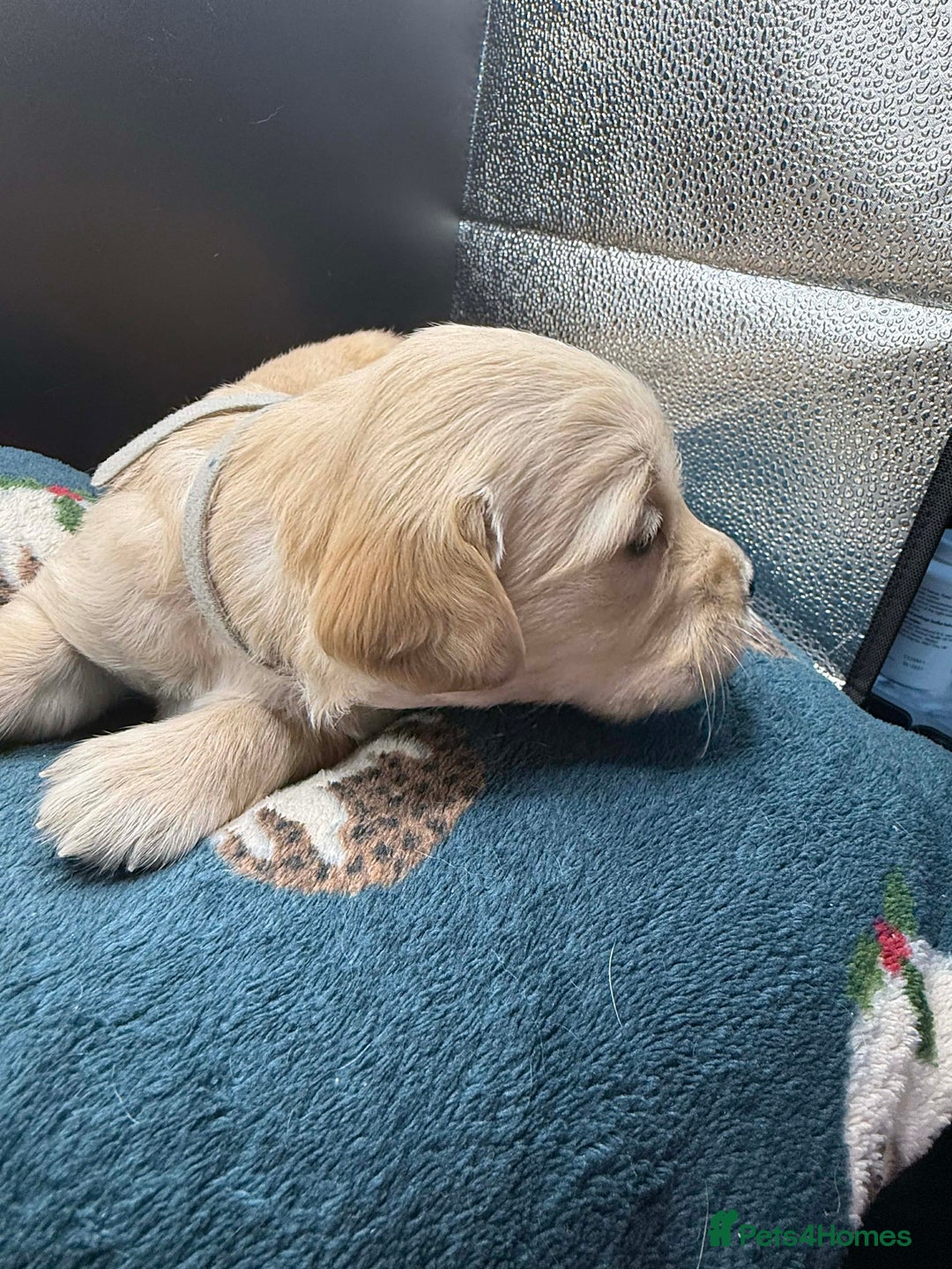 Golden Retriever dogs for sale: Stunning Golden Retrievers. 4 Boys / 4 Girls - Advert 36