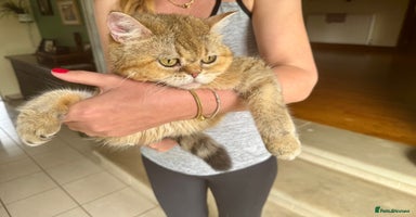 British Shorthair cats - Advert 2