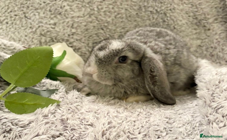 Mini Lop rabbits Mini lops 💙💙 two boys  - Advert 5