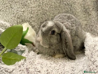 Mini Lop rabbits for sale: Mini lops 💙💙 two boys - Advert 2