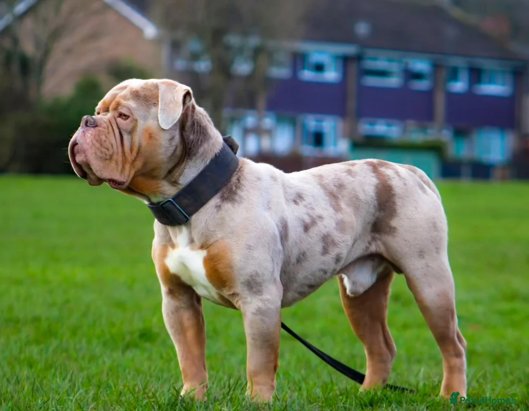 Olde English Bulldogge dogs for stud: ❄️ICEMAN❄️ Fluffy Carrier Lilac Merle - Advert 1