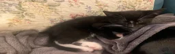 Mixed Breed cats for sale: 2 Tuxedo Tabby Boys in Shifnal - Advert 11