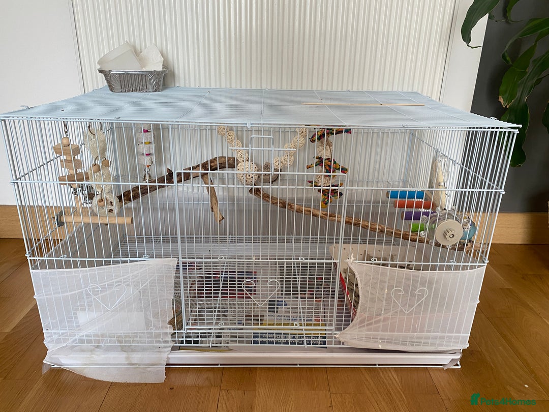 Budgerigars birds for sale: Cute tame budgie - Image 3