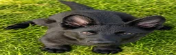 German Shepherd dogs for sale: German shepherd  - Advert 2