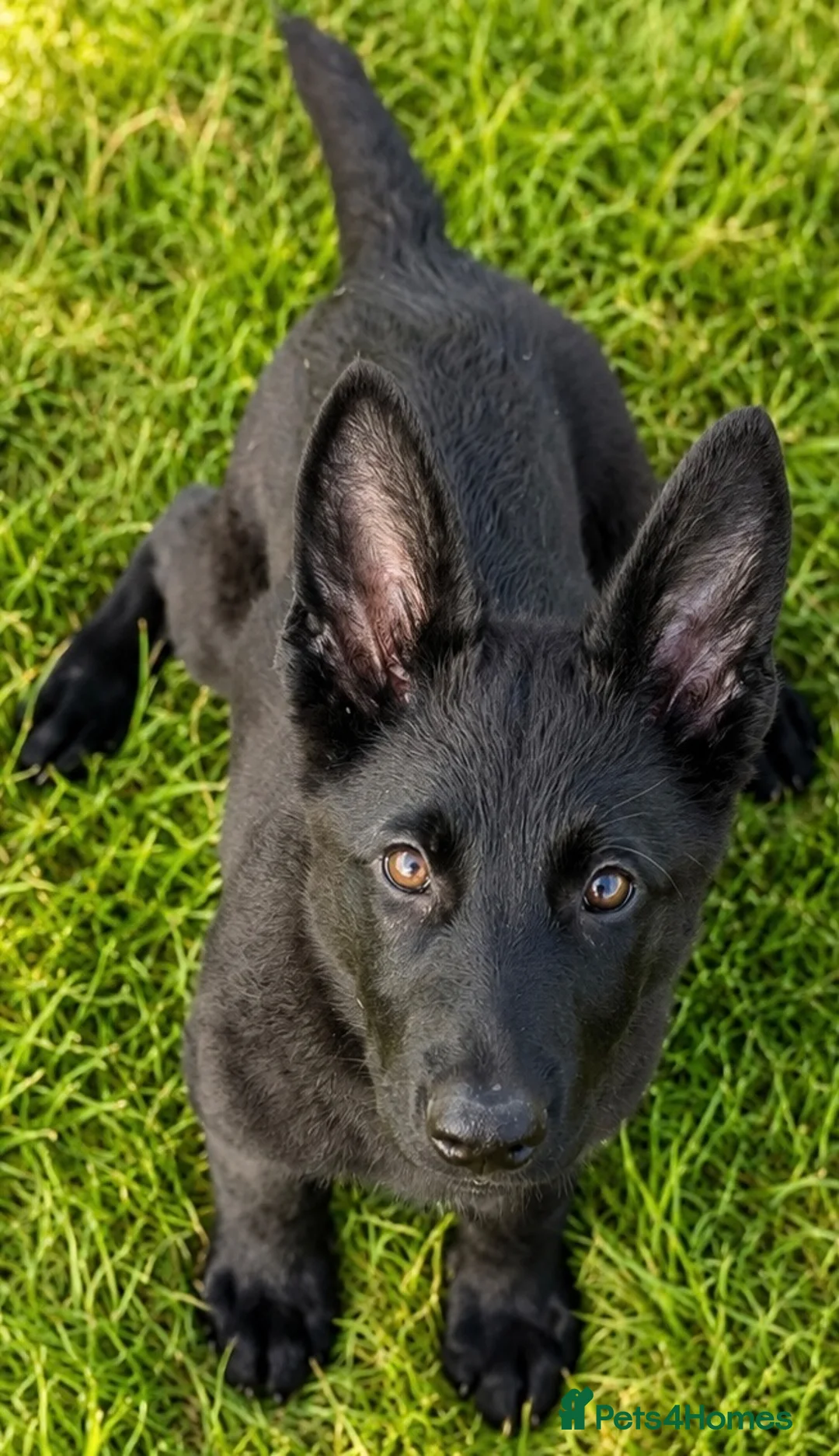 German Shepherd dogs for sale: German shepherd  - Advert 2