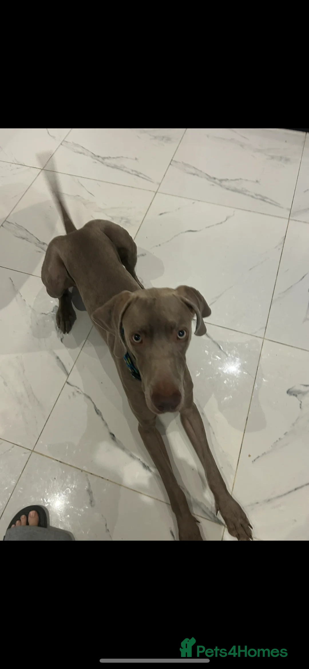Weimaraner dogs for sale: Max 2 years old for re homing  - Advert 2