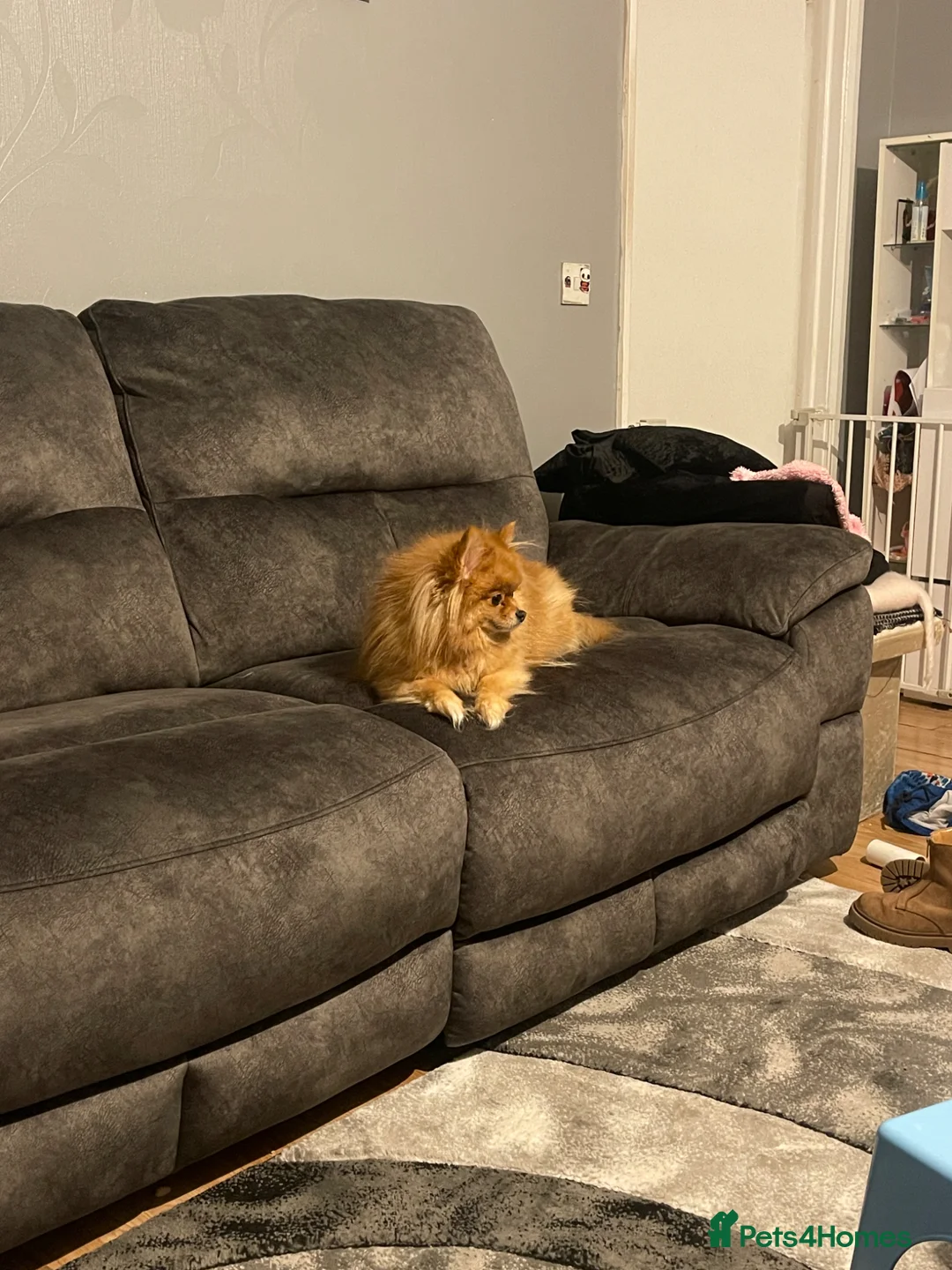 Pomeranian dogs for sale: Re-Homing Female Pomeranian  - Advert 5