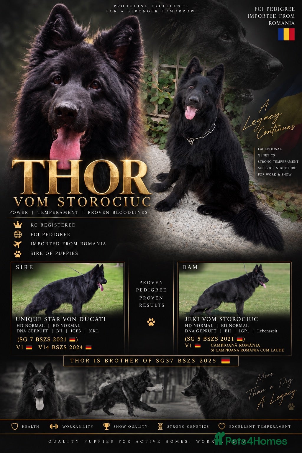 German Shepherd dogs LONG HAIR GERMAN SHEPHERD PUPPIES, TOP BLOODLINES - Advert 1
