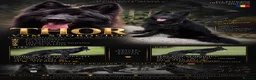German Shepherd dogs for sale: LONG HAIR GERMAN SHEPHERD PUPPIES, TOP BLOODLINES - Advert 2