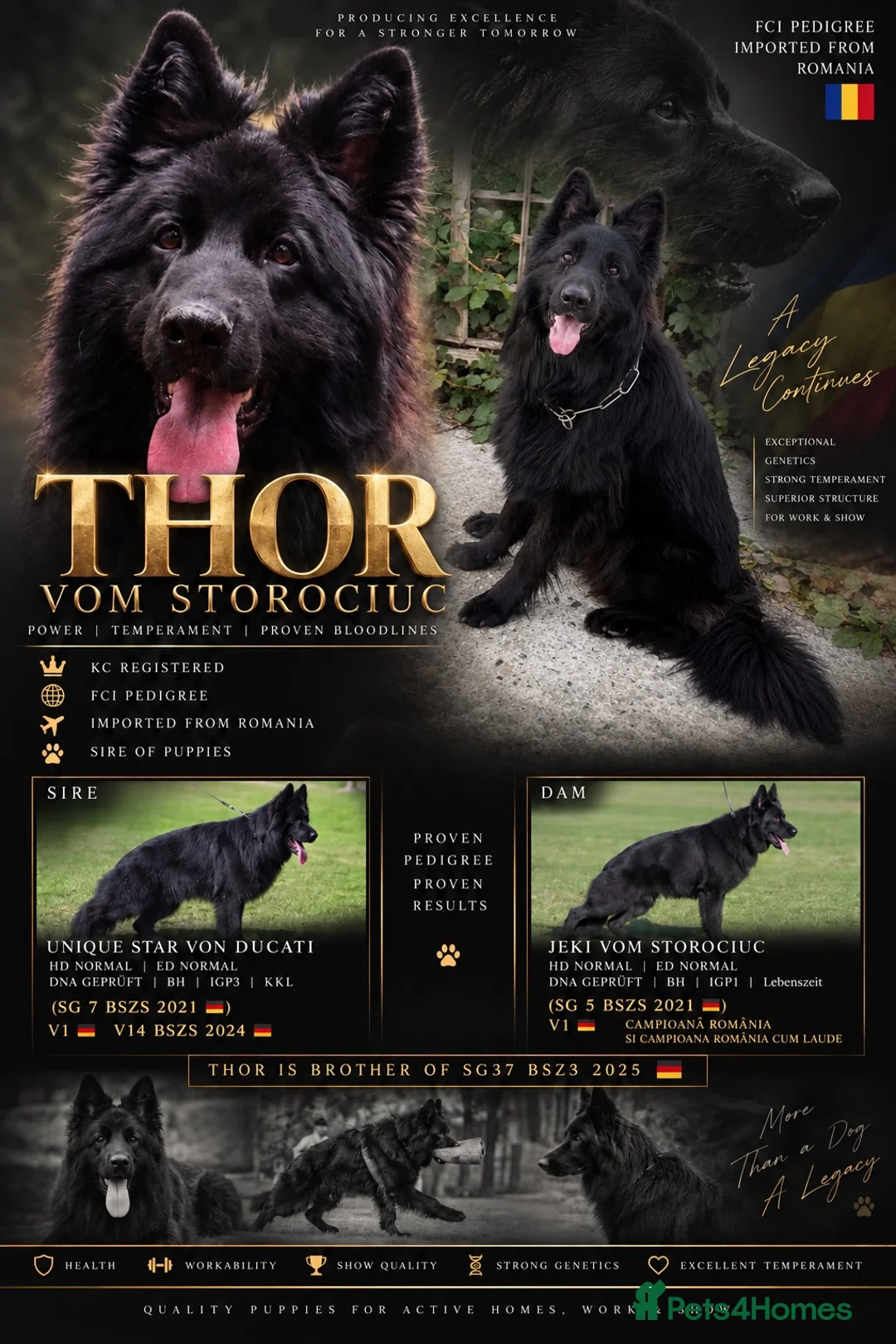 German Shepherd dogs for sale: LONG HAIR GERMAN SHEPHERD PUPPIES, TOP BLOODLINES - Advert 2