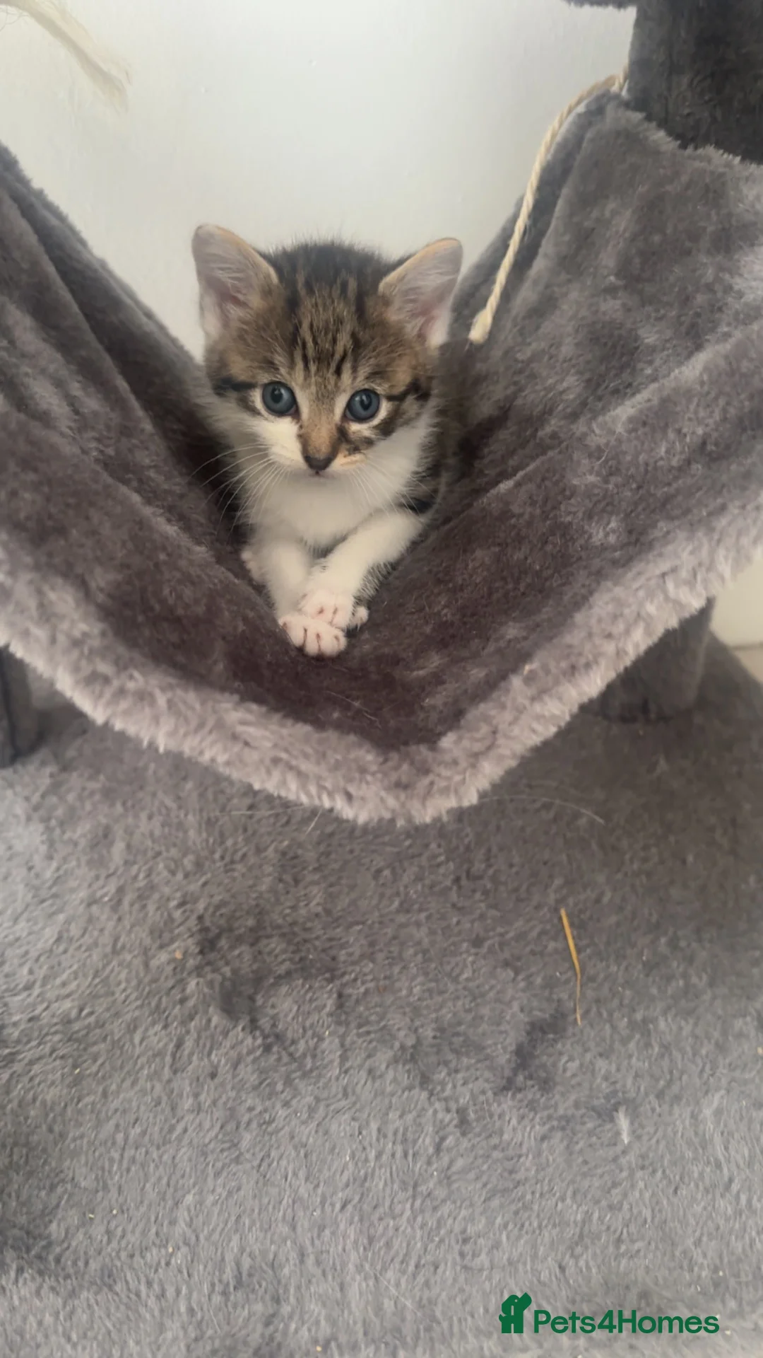 Mixed Breed cats for sale: Beautiful kittens looking for their forever homes in Plymouth - Advert 16