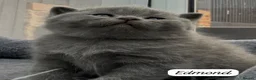 British Shorthair cats for sale: 4 Blue Striped Spotted British shorthair kittens - Advert 23