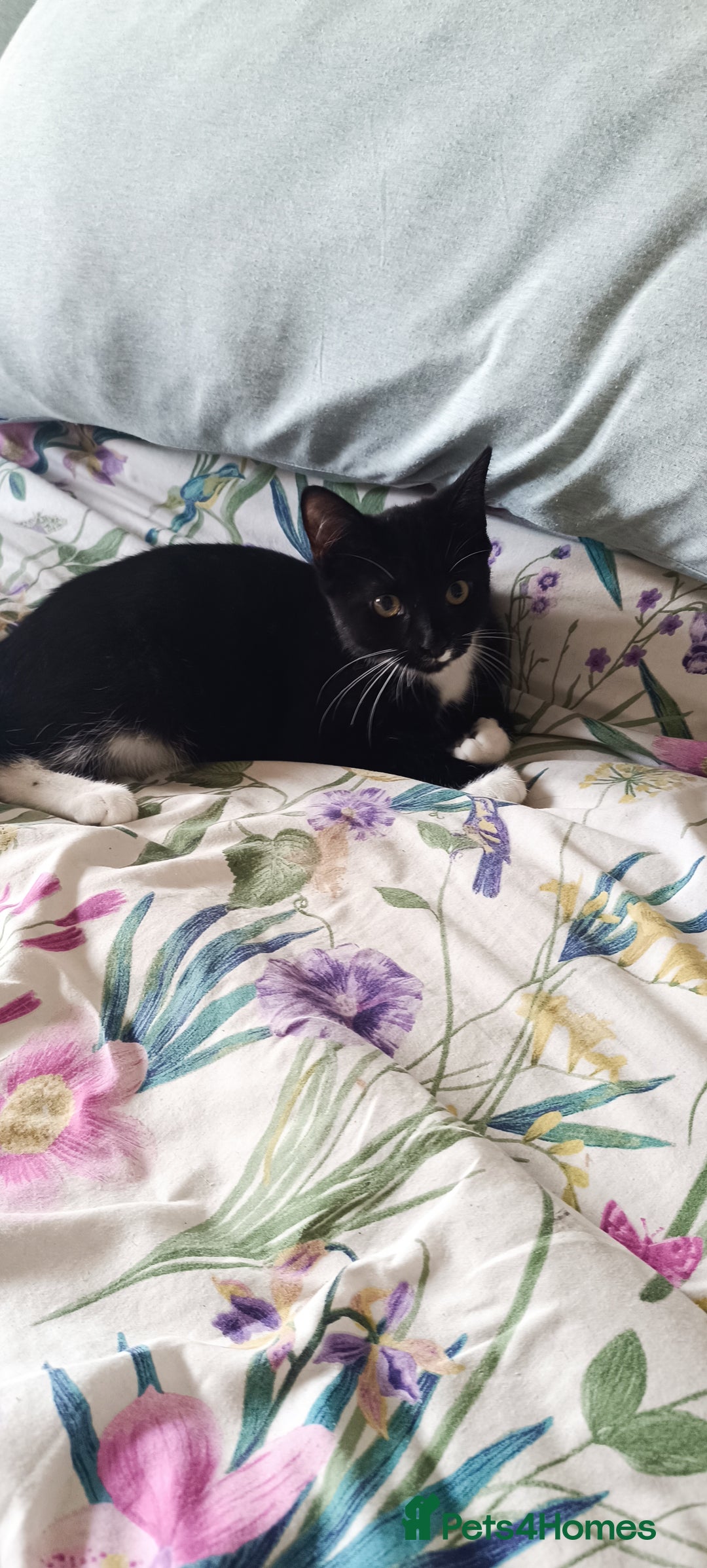 Mixed Breed cats for sale: Tux male kitten  - Image 4