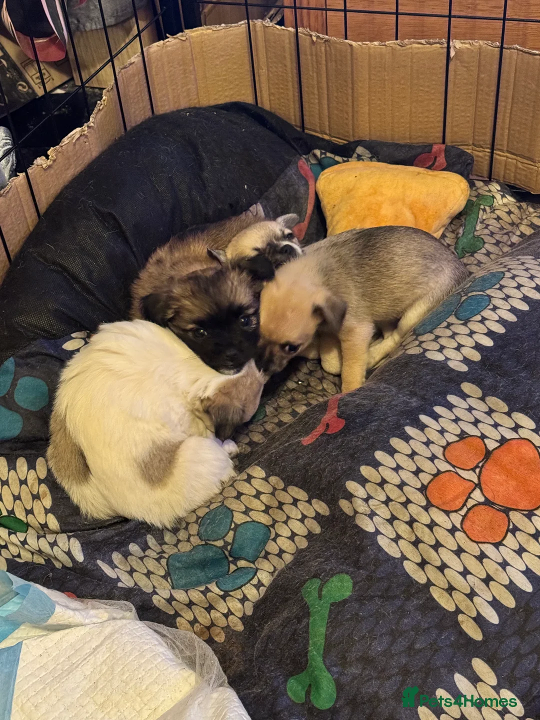 Chihuahua dogs for sale: Chihuahua pups - Advert 18