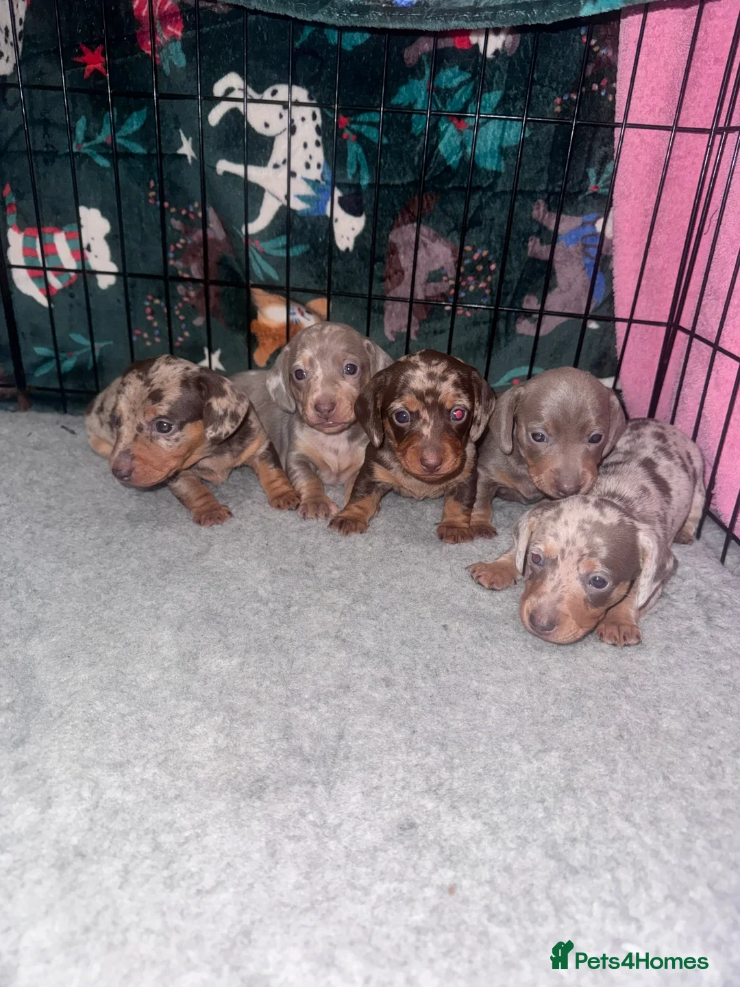 Miniature Dachshund dogs for sale: Outstanding miniature dachshund puppies  - Advert 1