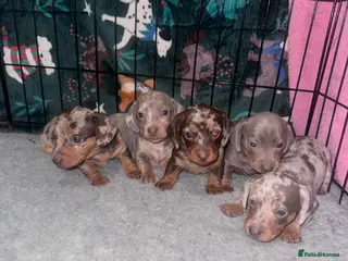 Miniature Dachshund dogs Outstanding miniature dachshund puppies - Advert 6