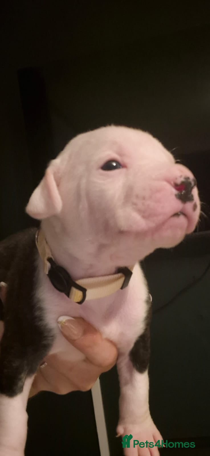 American Bulldog dogs American bulldogs puppies READY TO LEAVE  - Advert 12