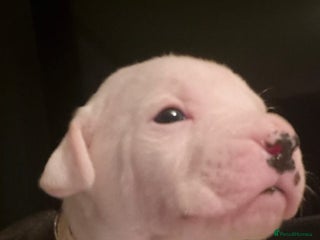 American Bulldog dogs American bulldogs puppies READY TO LEAVE - Advert 12