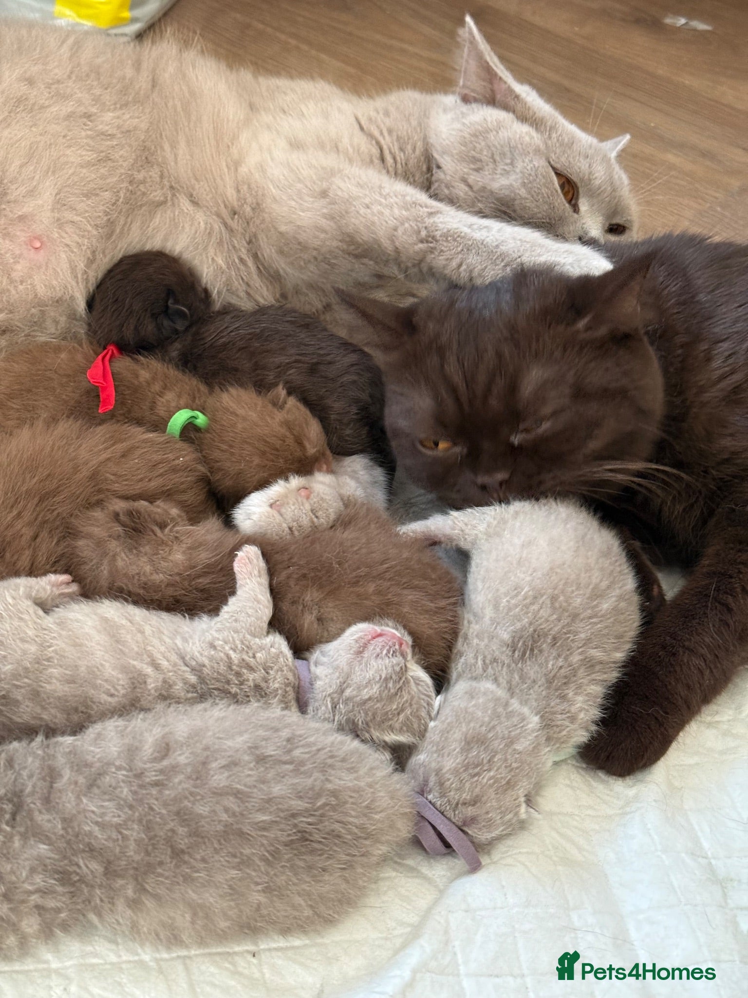 British Shorthair cats 100% Champion BSH kittens Rare colours  - Advert 1