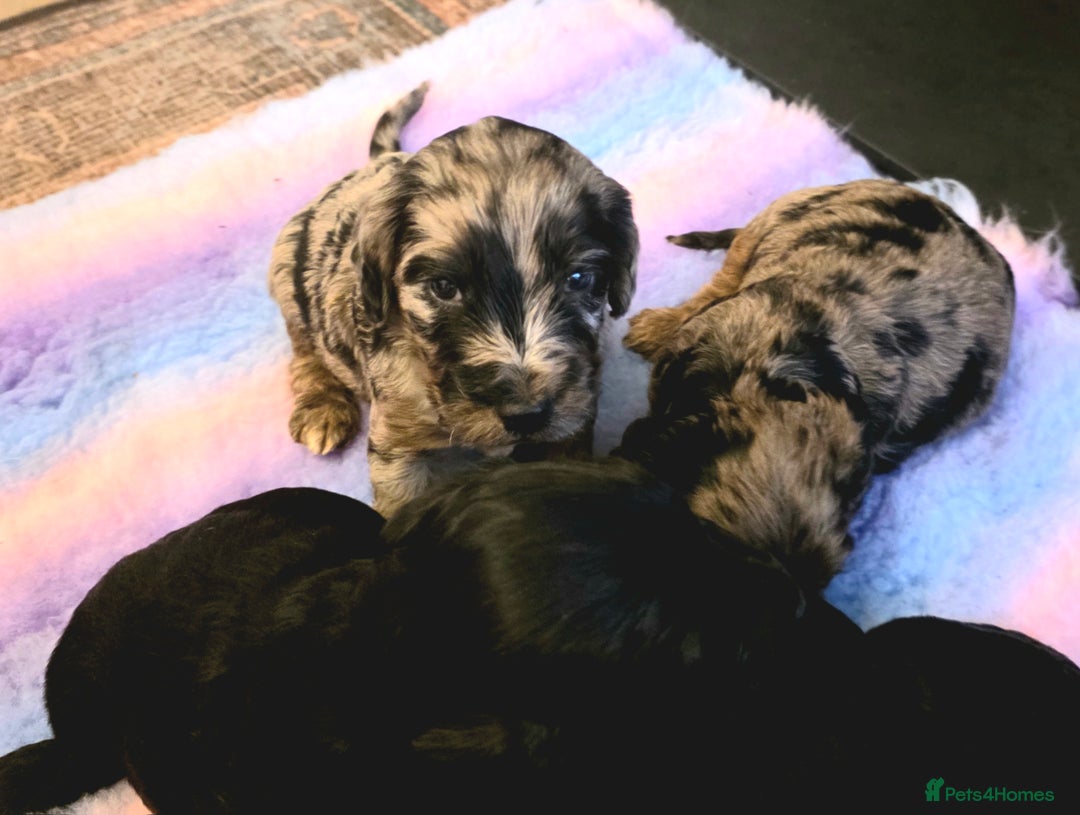 Cockapoo dogs for sale: Gorgeous Cockerpoo Puppies  - Image 3