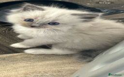 Ragdoll cats for sale: One blue mitted ragdoll boy - Image 2