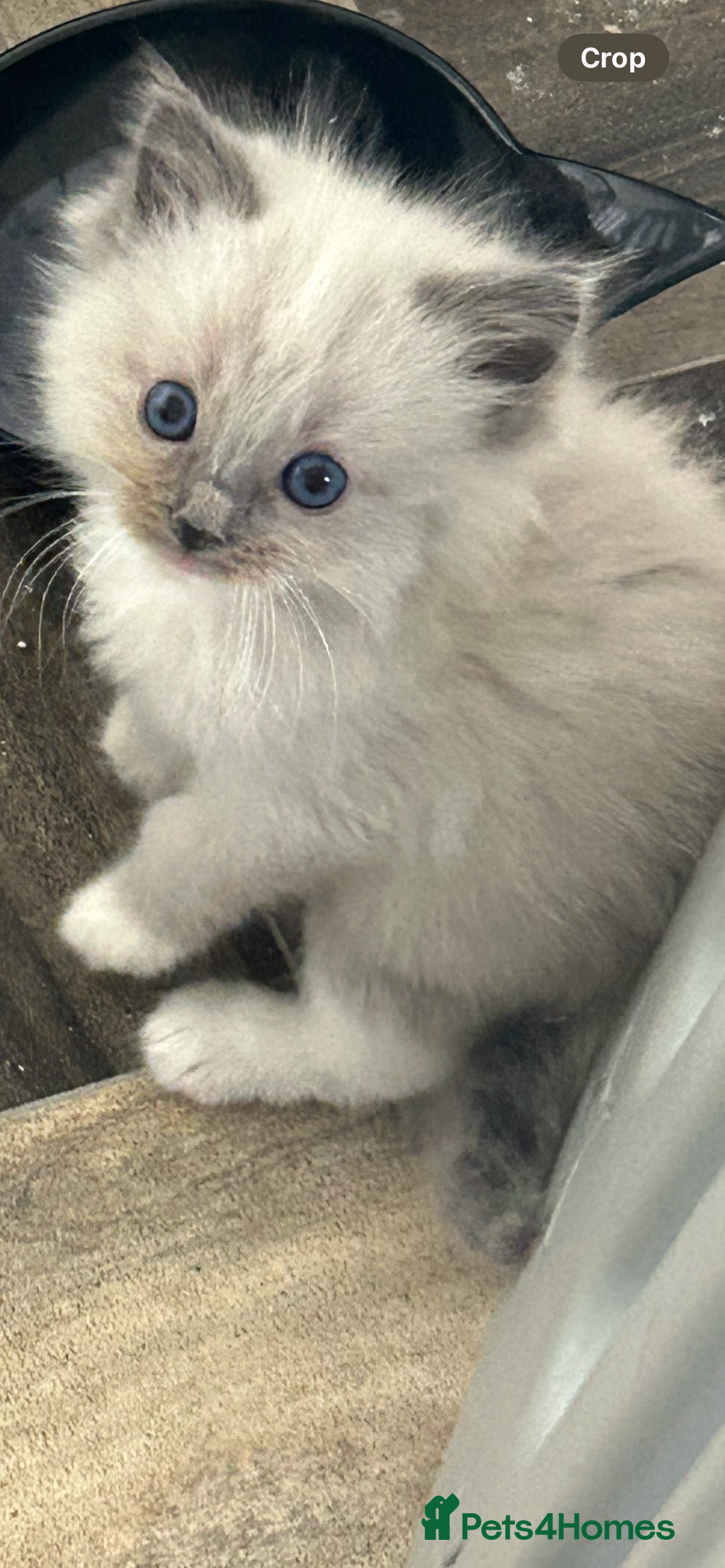 Ragdoll cats for sale: One blue mitted ragdoll boy - Image 2