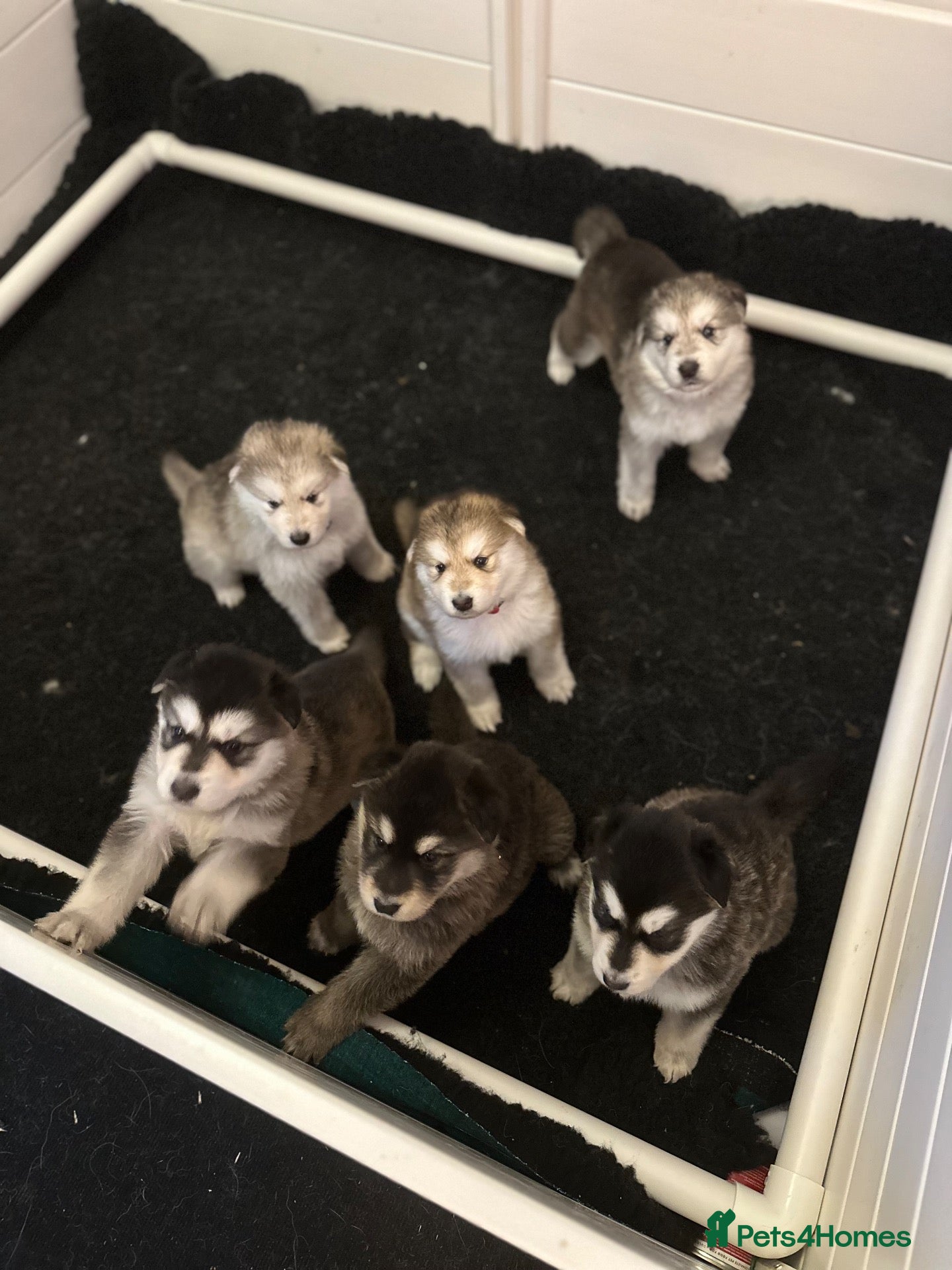 Mixed Breed dogs for sale: German Shepherd x White Swiss Shepherd - Advert 2