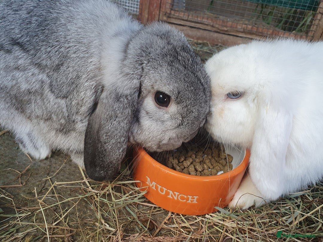 Mini Lop rabbits for sale: Spayed/neutered rabbits for adoption - Image 2