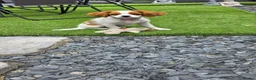 King Charles Spaniel dogs for sale: King charles spaniel, Female  - Advert 6