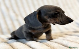Miniature Dachshund dogs for sale: LAST 2 BOYS Miniature smooth Dachshund puppies - Image 18