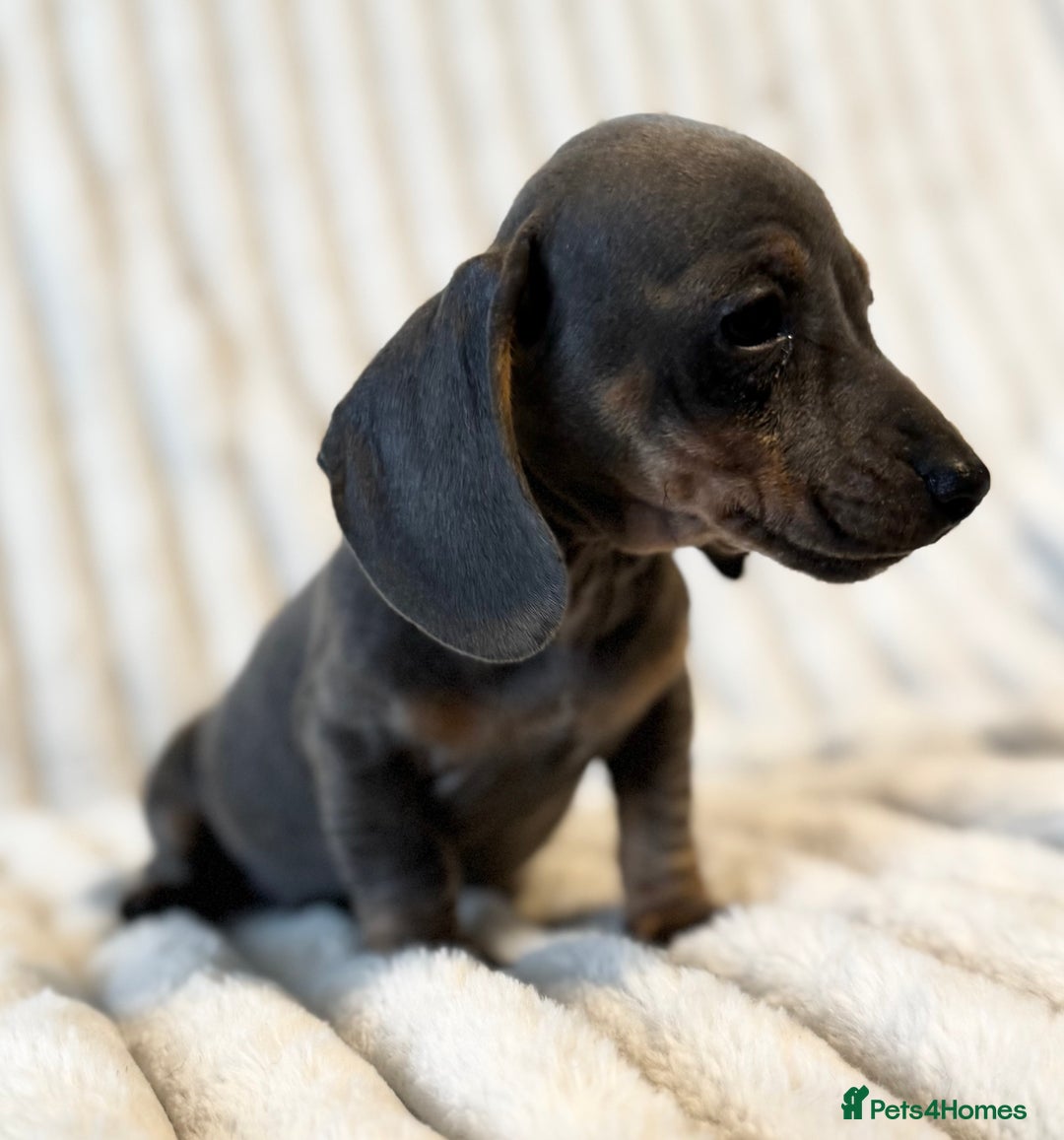 Miniature Dachshund dogs for sale: LAST 2 BOYS Miniature smooth Dachshund puppies - Image 18