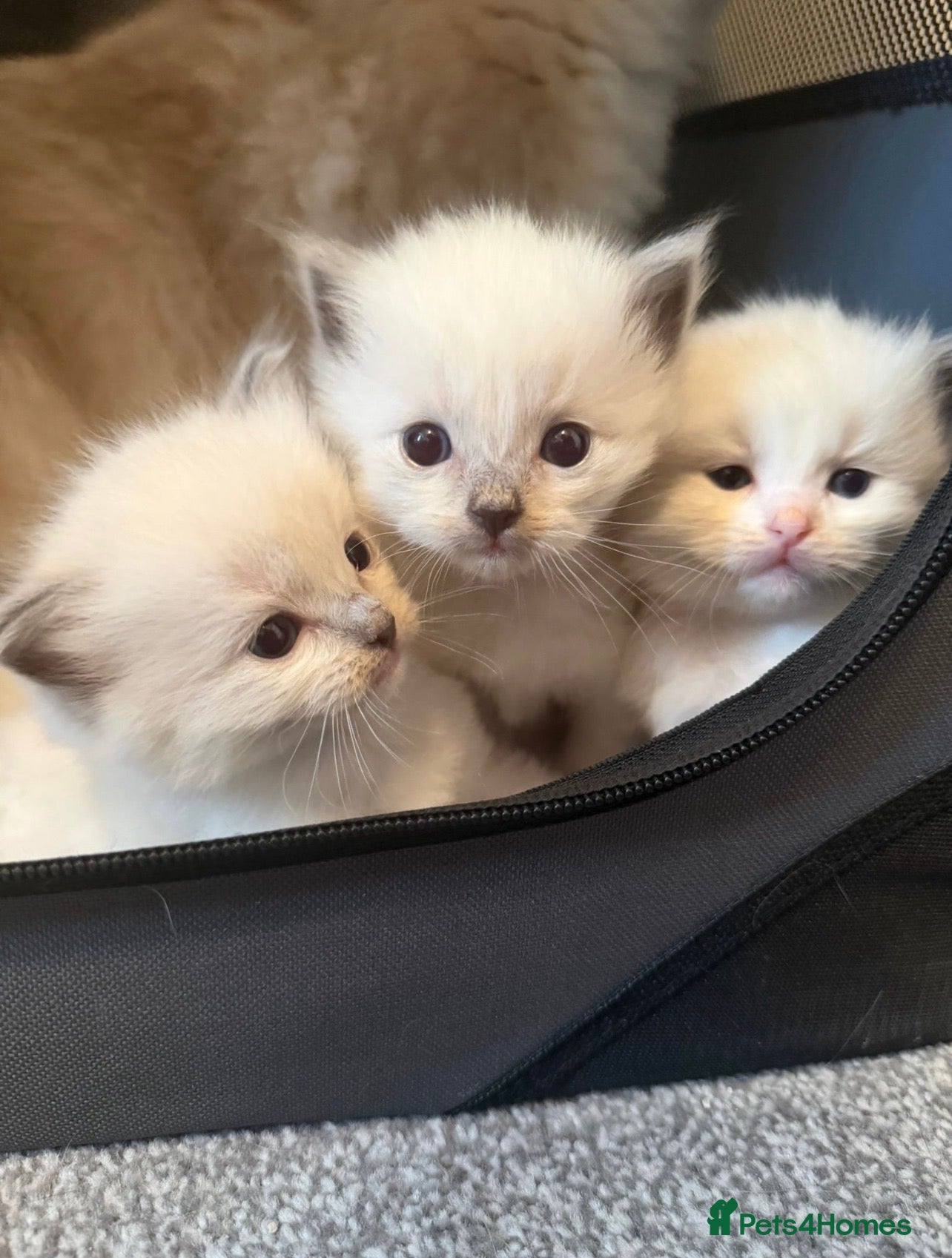 Ragdoll cats STUNNING TICA BLUE POINT MITTED RAGDOLL FEMALES  - Advert 2