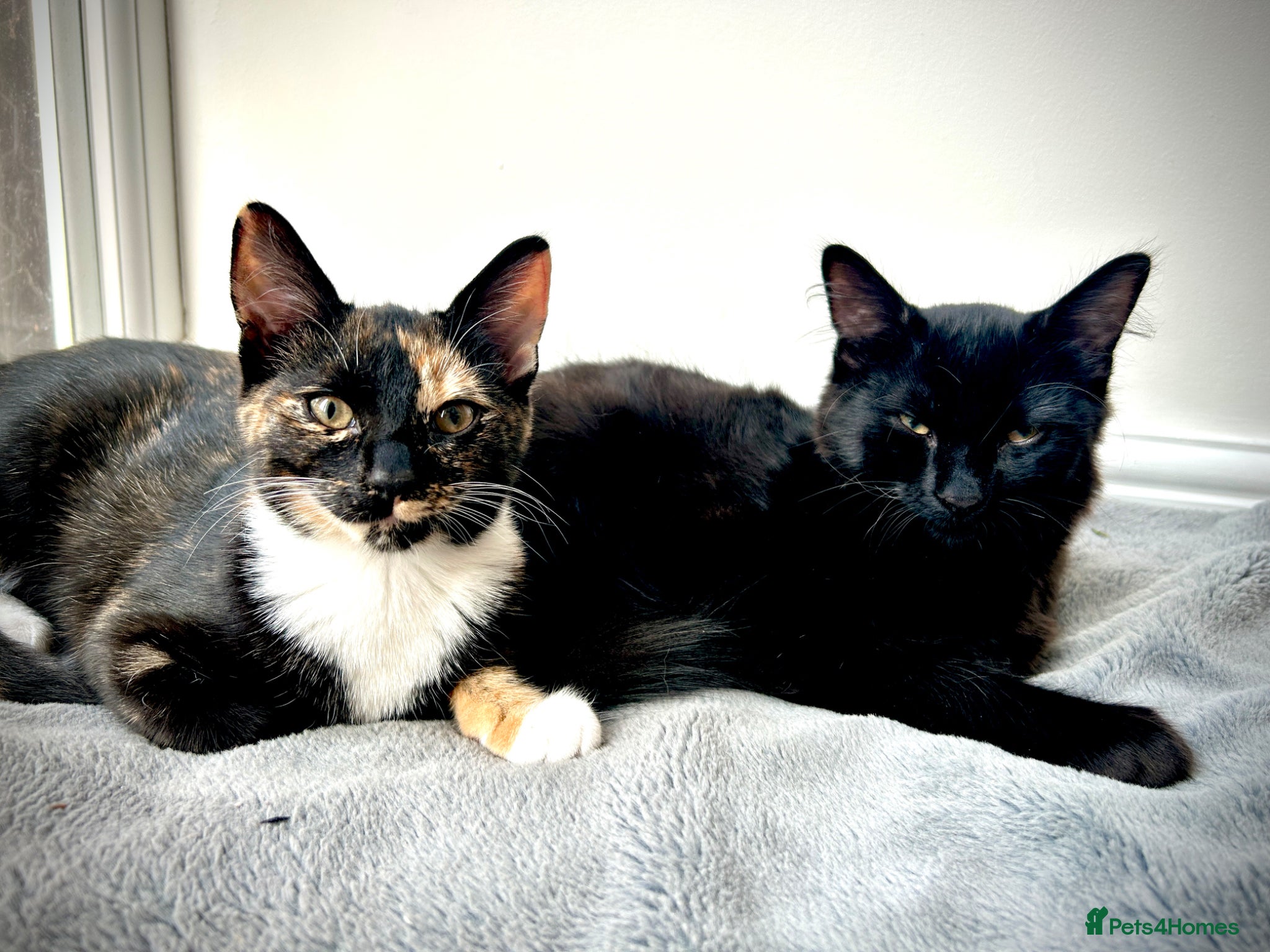 Mixed Breed cats Beautiful mixed breed kittens - Advert 1