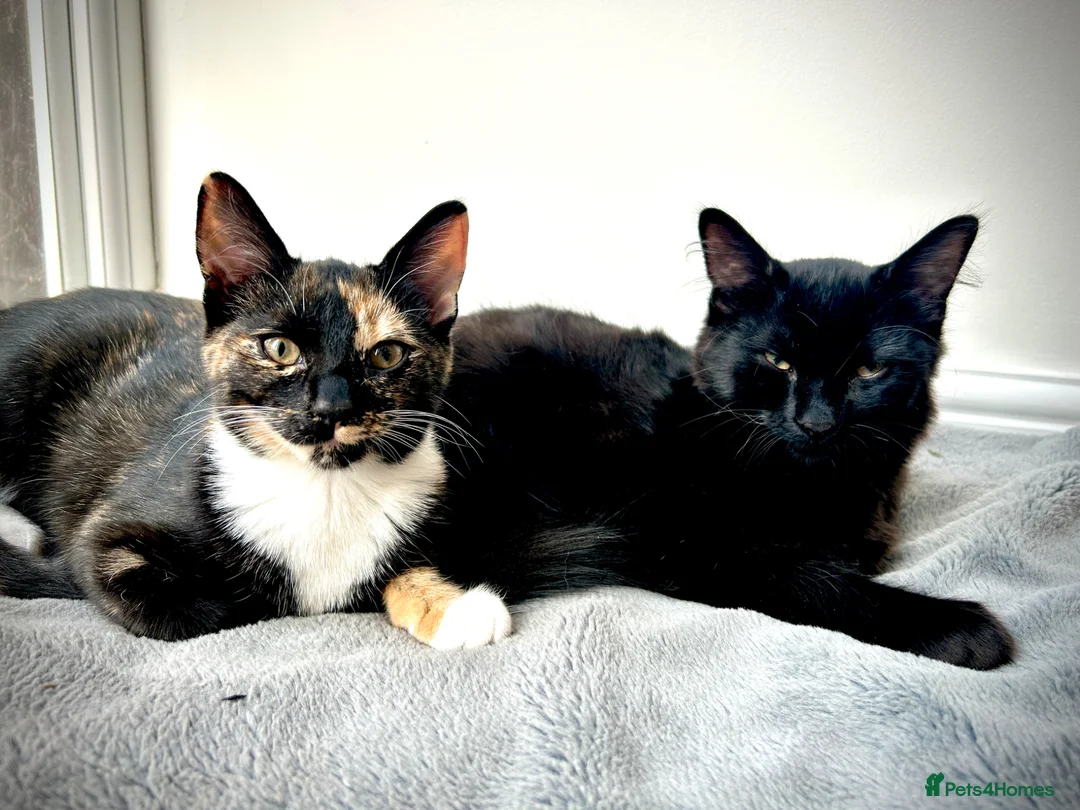Mixed Breed cats for sale: Beautiful mixed breed kittens in Wolverhampton - Advert 1